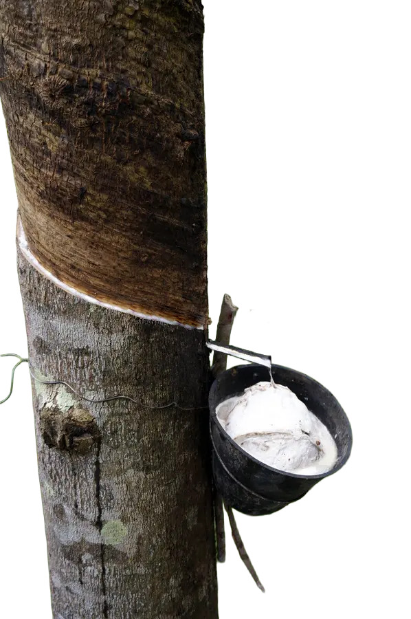 Récolte de latex sur arbre d'hévéa